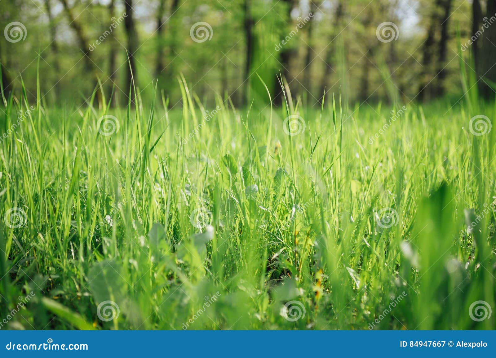 Sunlit lush grass in park stock image. Image of light - 84947667