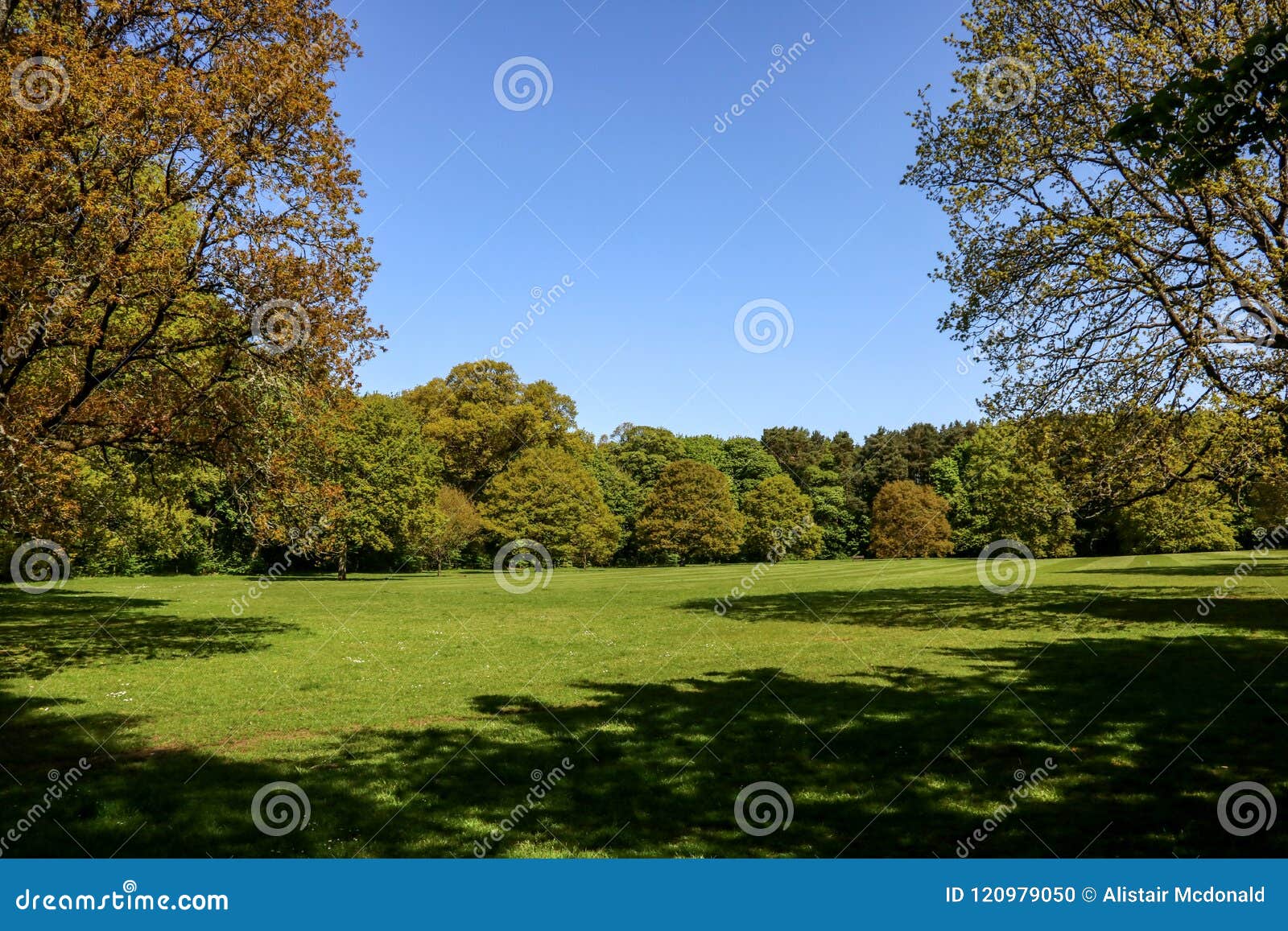 Sunlit Meadow on a Summer Afternoon Stock Photo - Image of shrubs ...