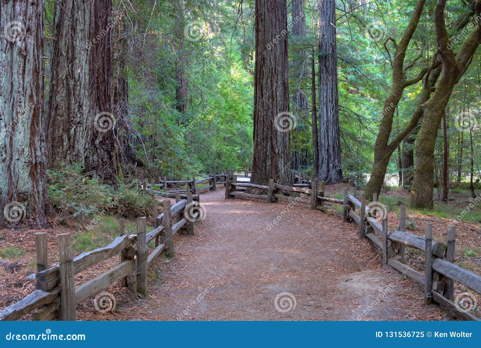 path through giant redwood forest at big basin state park, california, usa