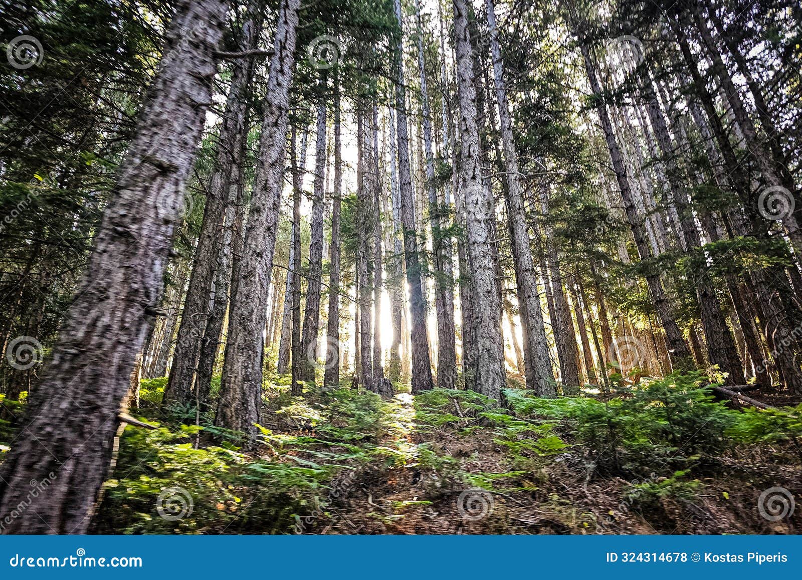 sunlit photos that they forcefully take among the trees of the forest