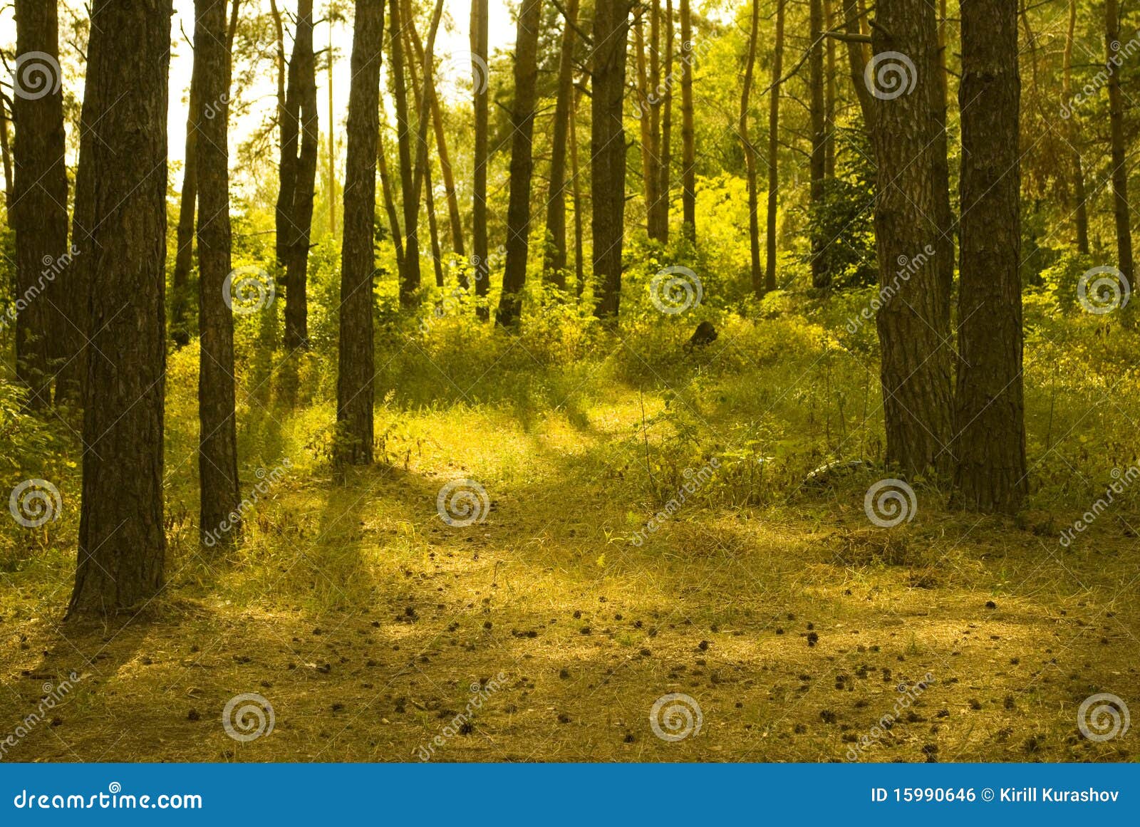 sunlit pine forest