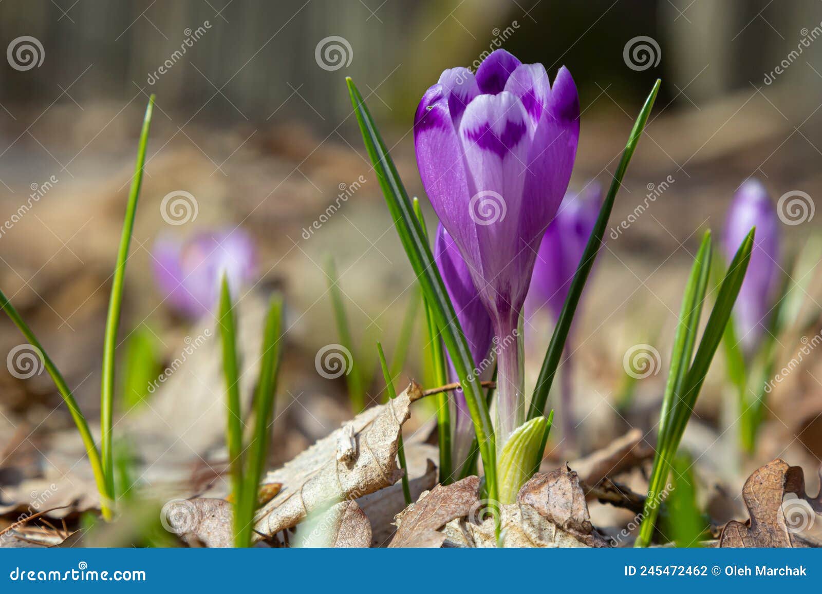 sunlit purple crocus flowers, crocus tommasinianus, barr's purple, blooming in spring, side view, green foliage