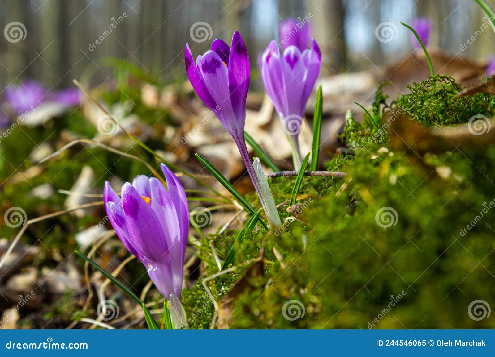 sunlit purple crocus flowers, crocus tommasinianus, barr's purple, blooming in spring, side view, green foliage