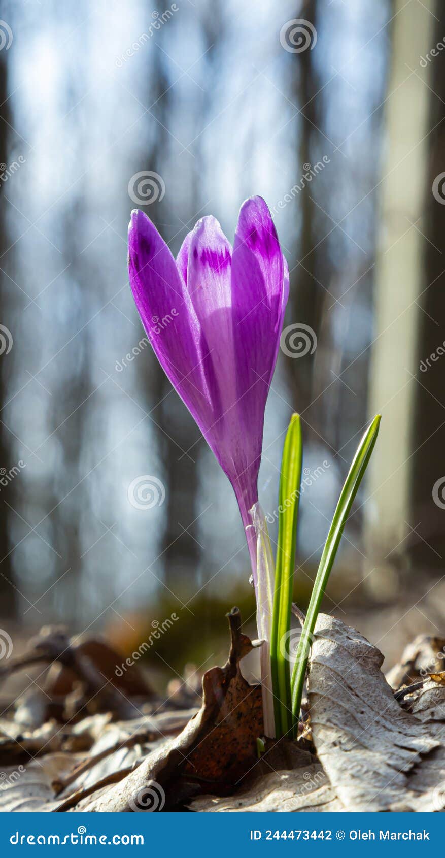 sunlit purple crocus flowers, crocus tommasinianus, barr's purple, blooming in spring, side view, green foliage