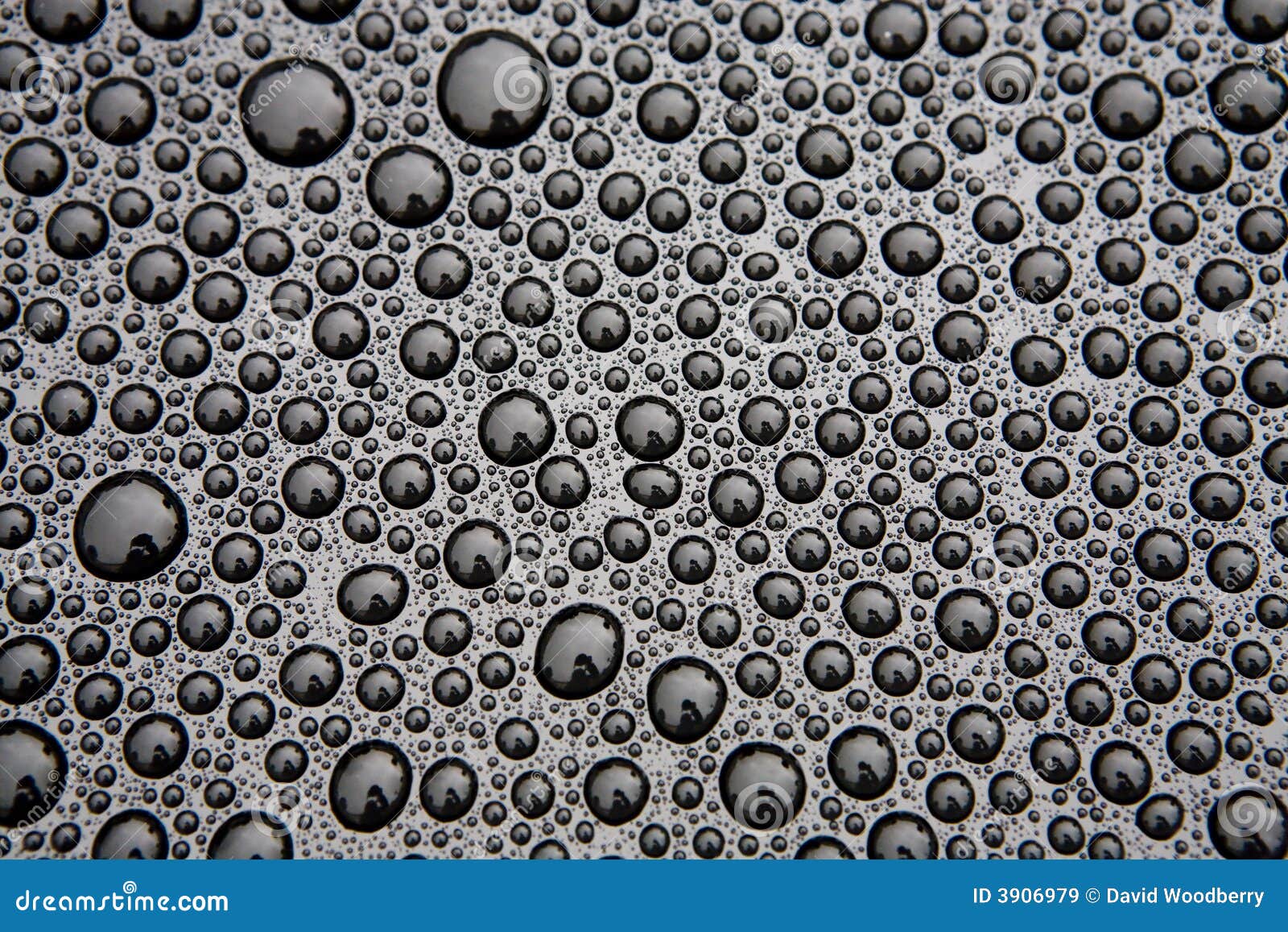 sunlit water droplets on black car