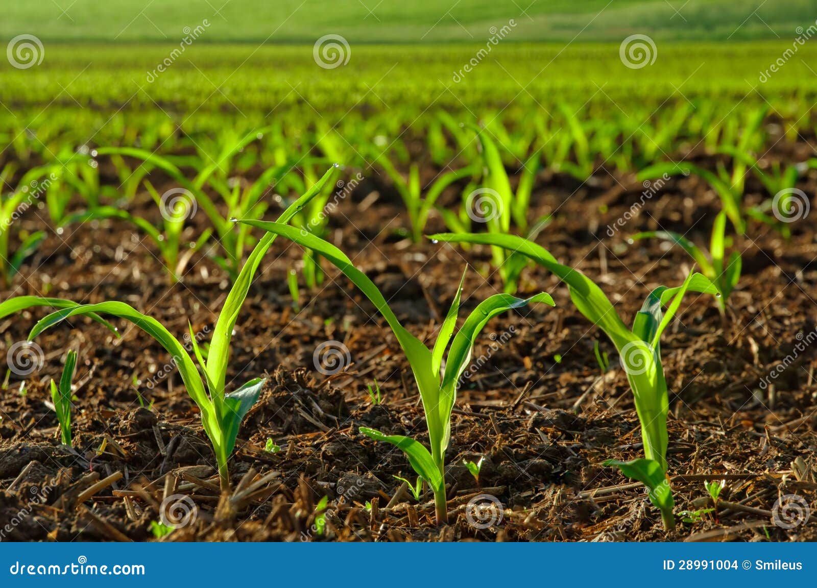 sunlit young corn plants