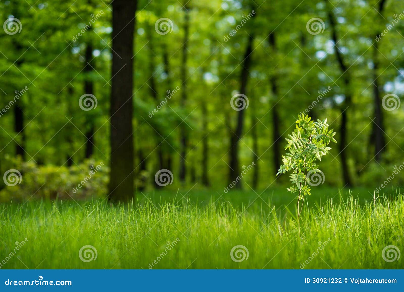 sunlit young rowan tree in the lush green forest