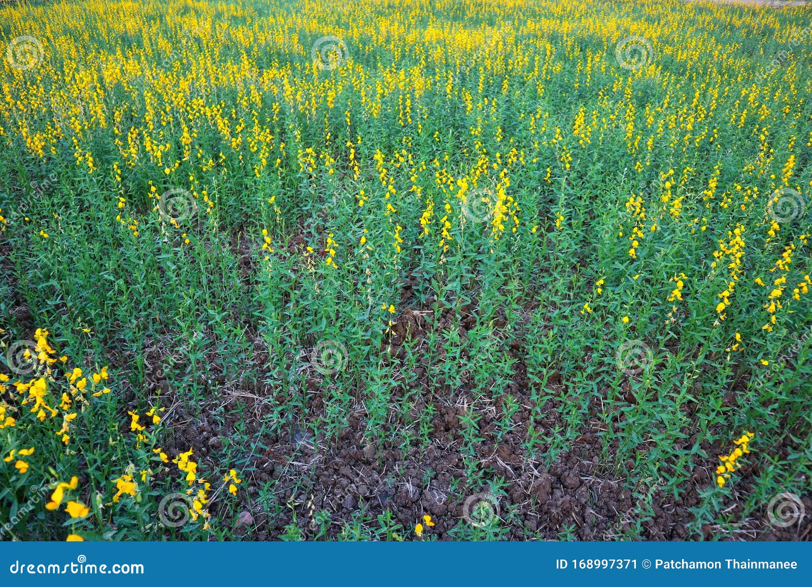 Sunn Hemp is a Plant in the Legume Family. the Trunk is Erect Stock