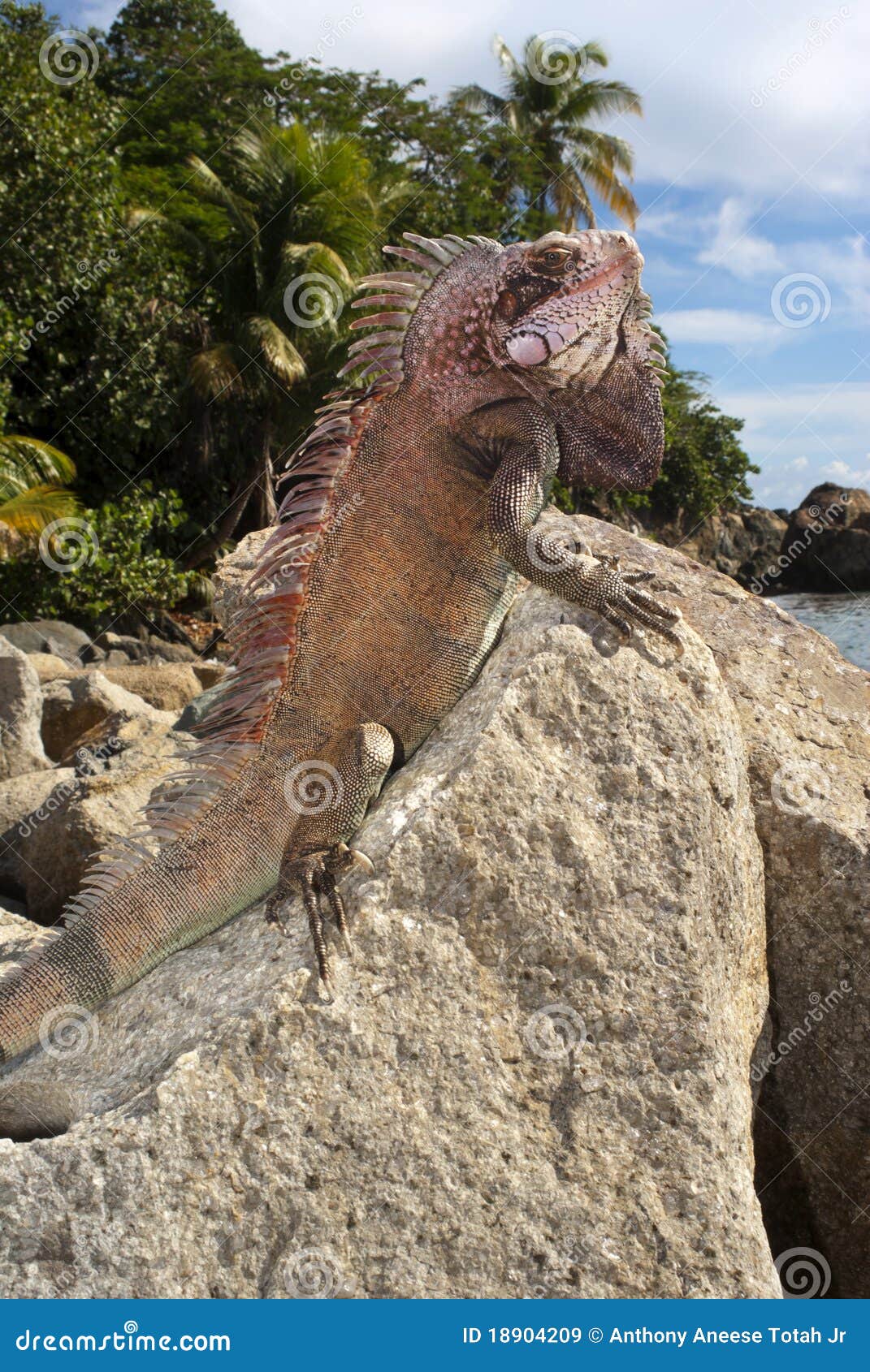 sunning iguana (iguana iguana)