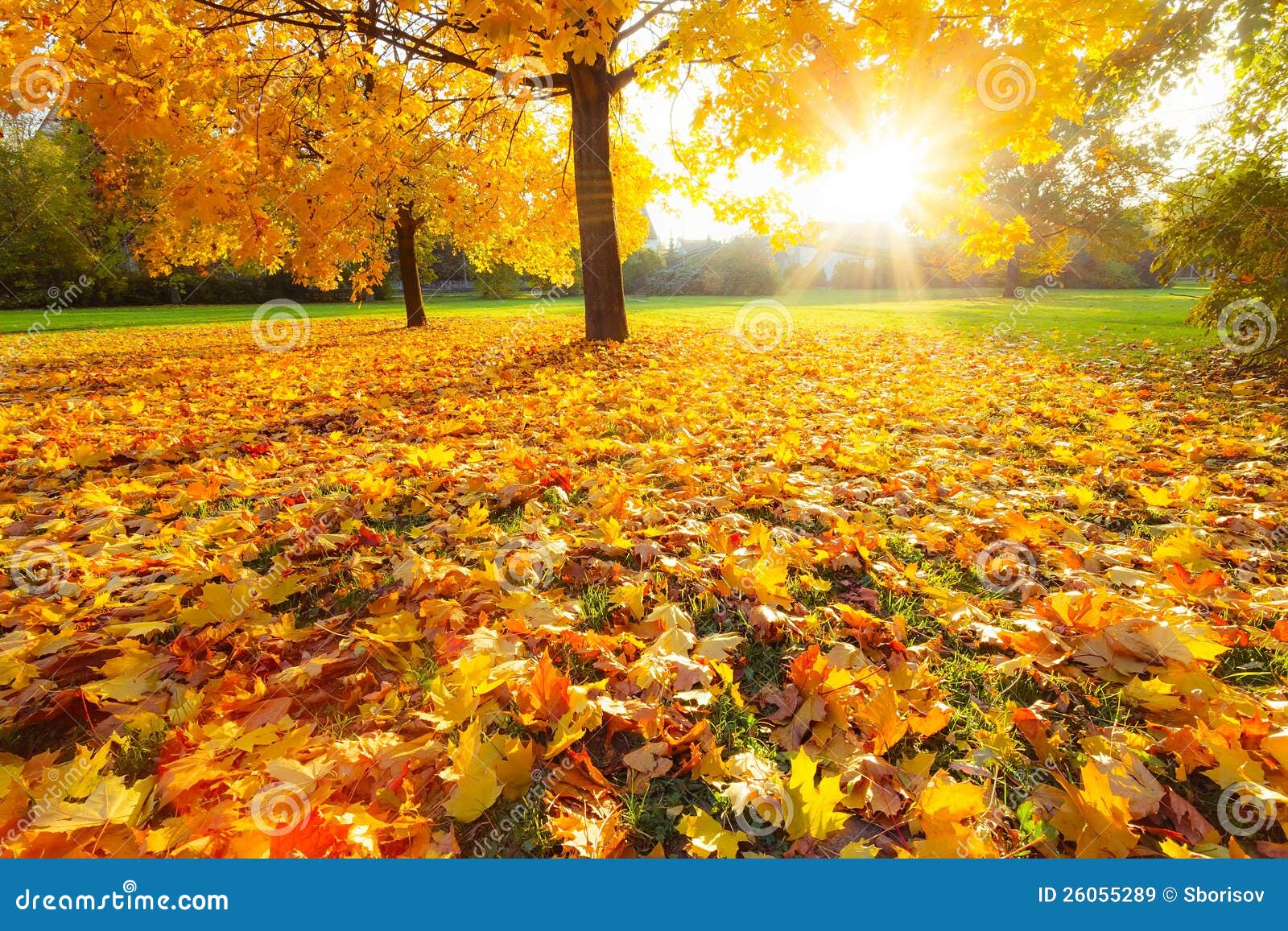 Sunny autumn foliage stock image. Image of maple, park - 26055289