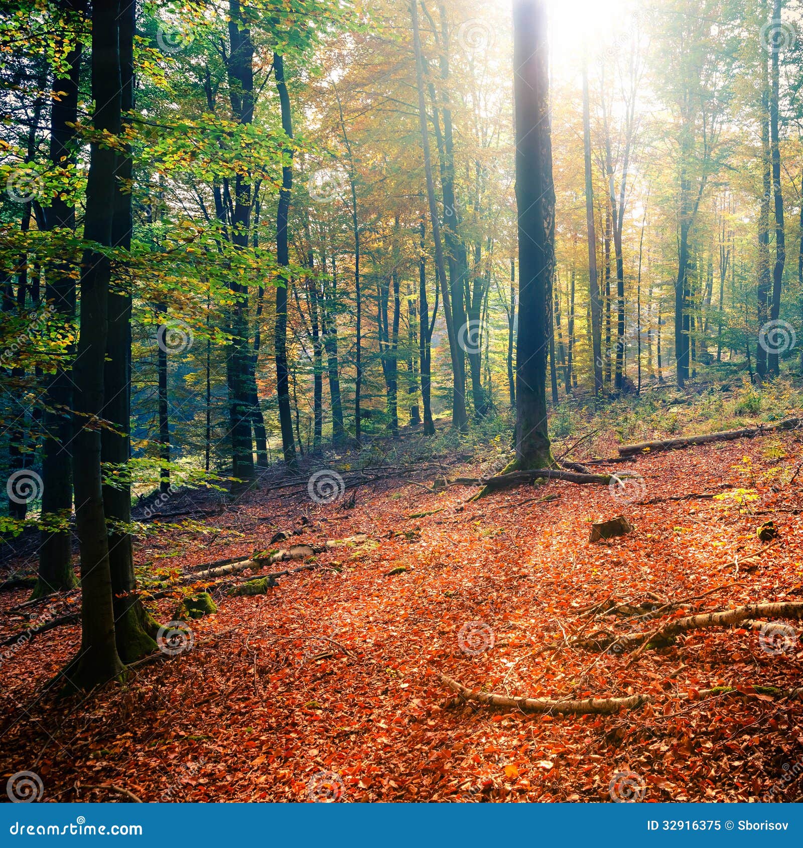 Sunny Autumn Forest Stock Image Image Of Natural Bright 32916375