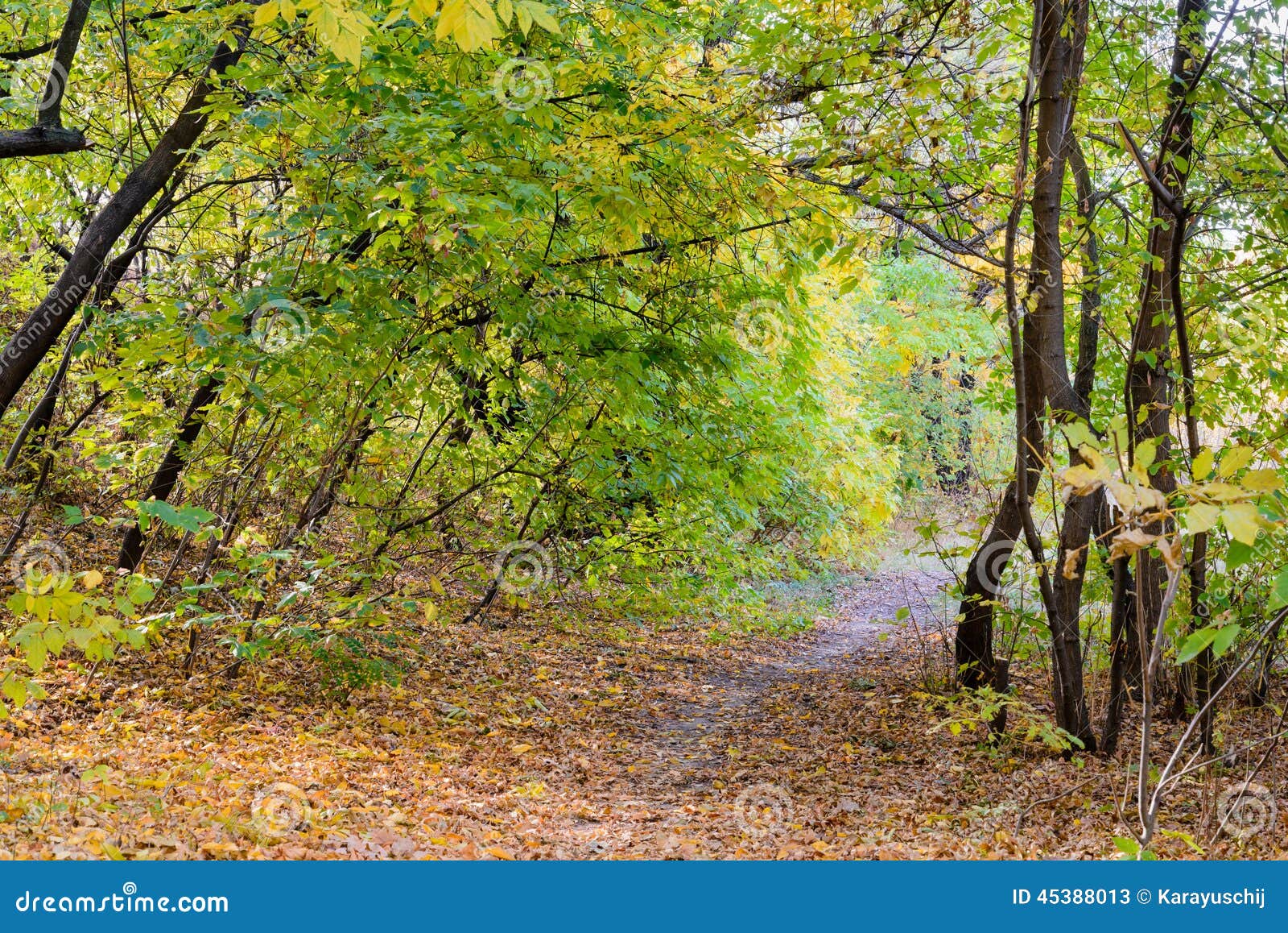 Sunny Autumn Forest Stock Image Image Of Outdoor Green 45388013