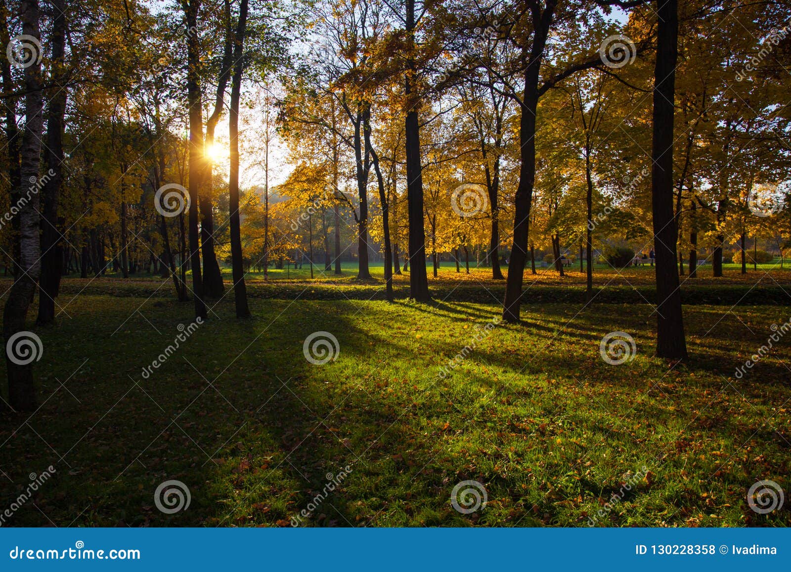 Sunny Autumn Forest At Sunset Editorial Stock Photo Image Of Morning
