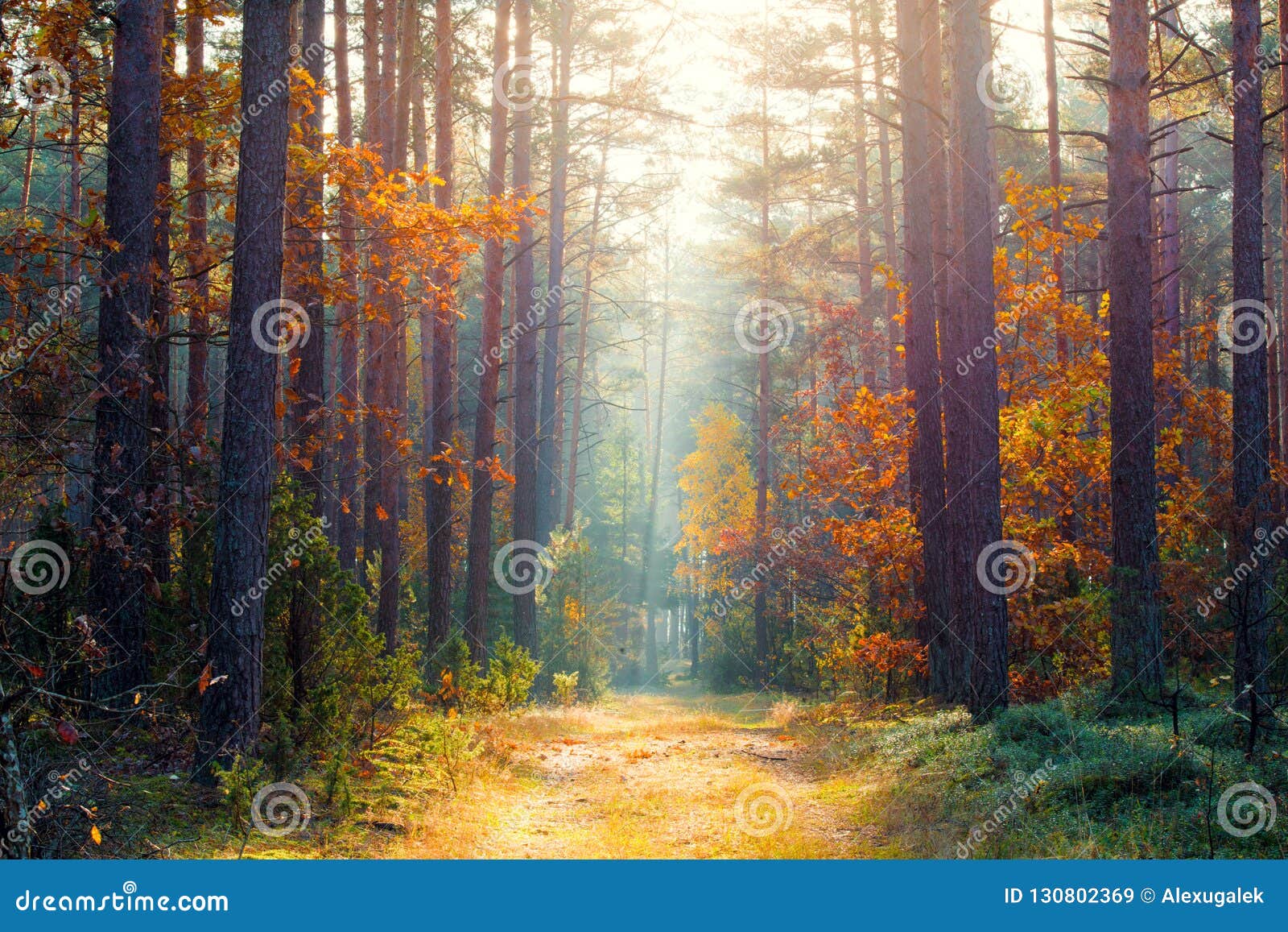 sunny autumn forest. the warm autumn sun illuminates the path in the colorful autumn forest.