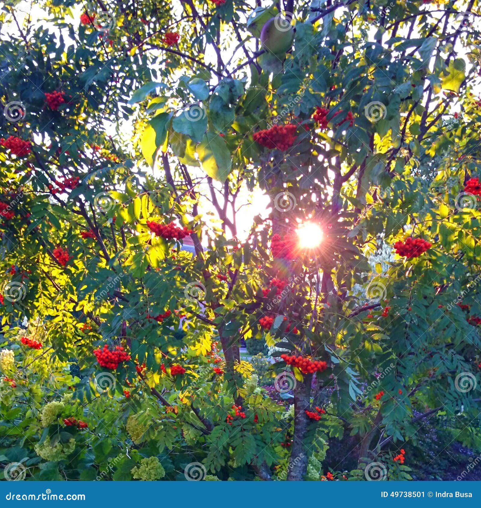 Sunny autumn stock image. Image of autumn, sunny, berries - 49738501