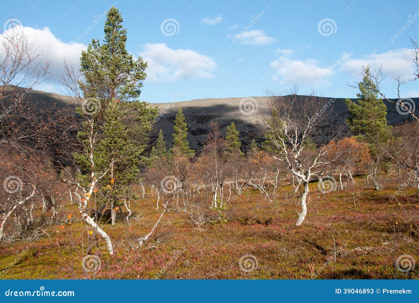 sunny autumn in taiga forest