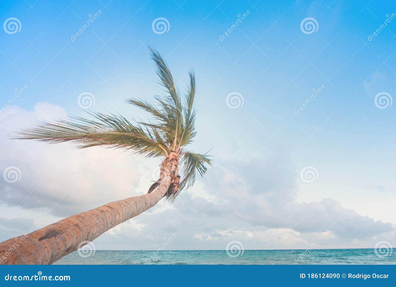 sunny beach in mexican caribe, palm tree.