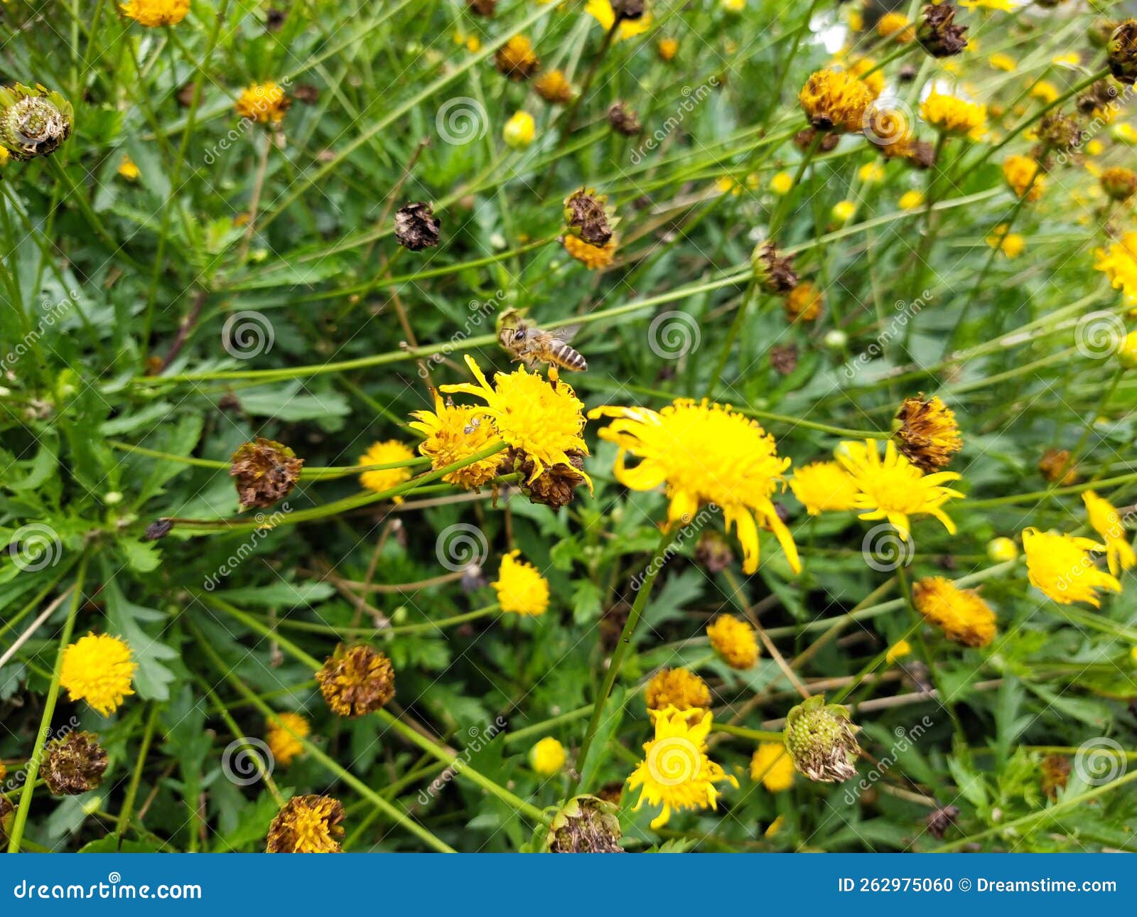 Sunny Busy Bees stock photo. Image of bees, yellow, natural 262975060