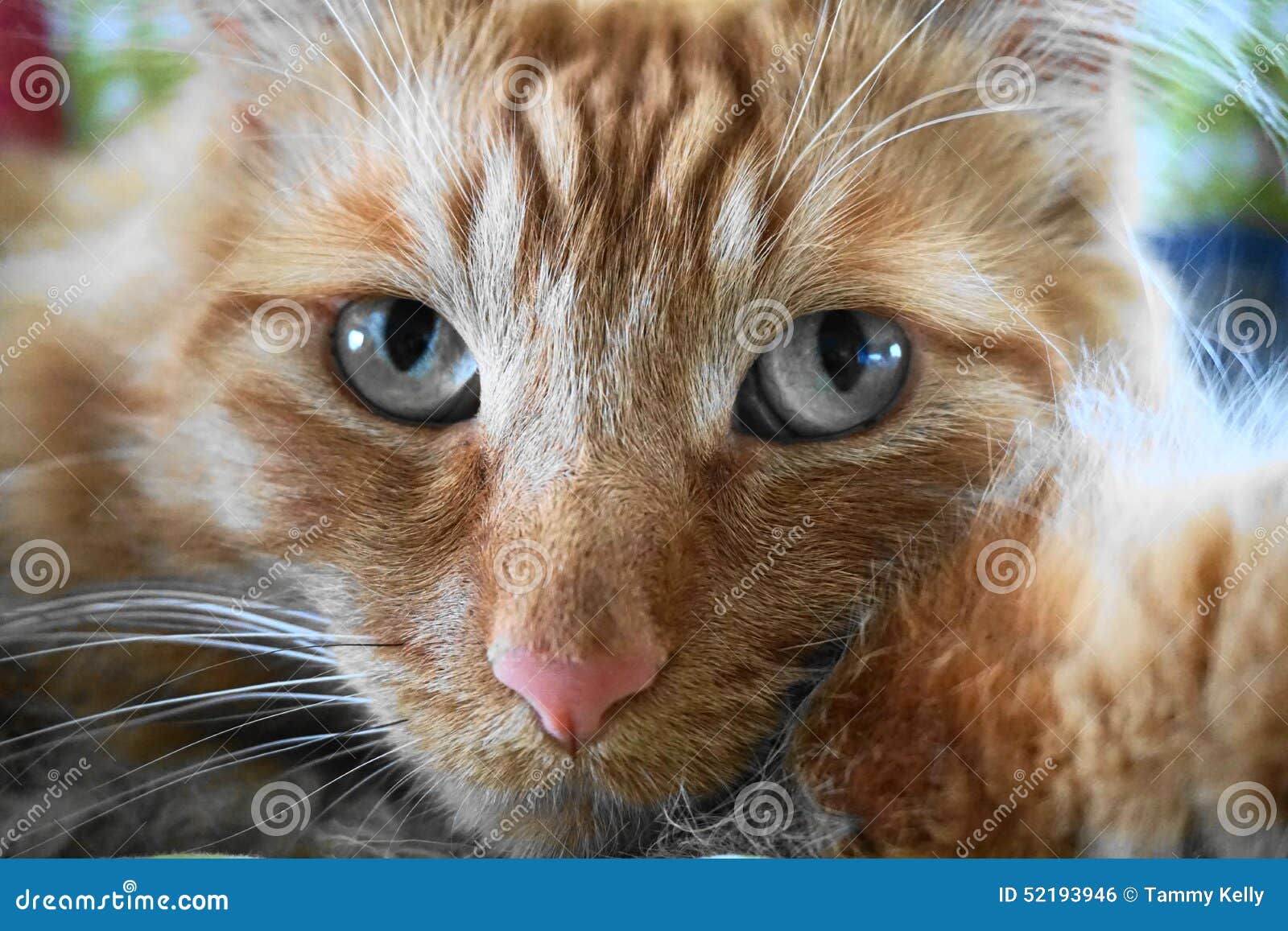 Sunny The Cat Orange Tabby With Blue Eyes Stock Photo Image Of Background Texture
