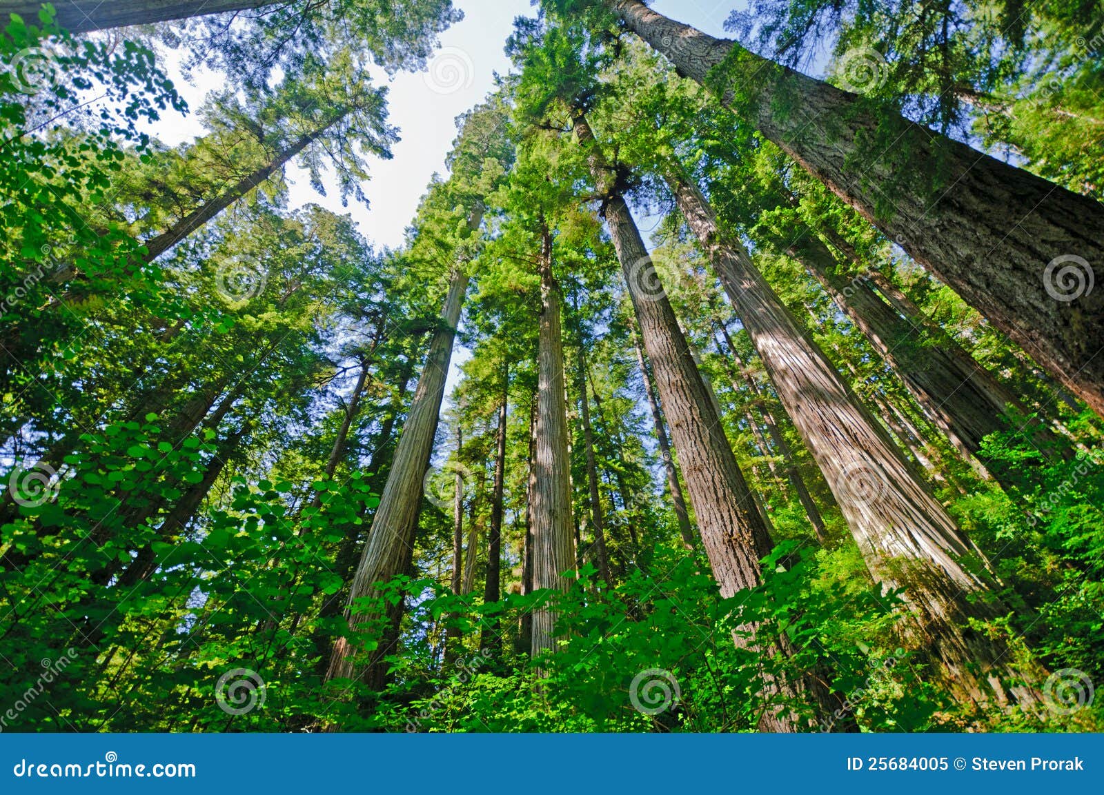 sunny day in the coastal redwoods