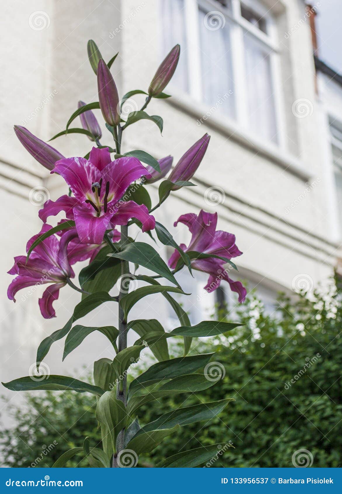 Sunny Day in London, England - Pink Flower and a White House. Stock ...