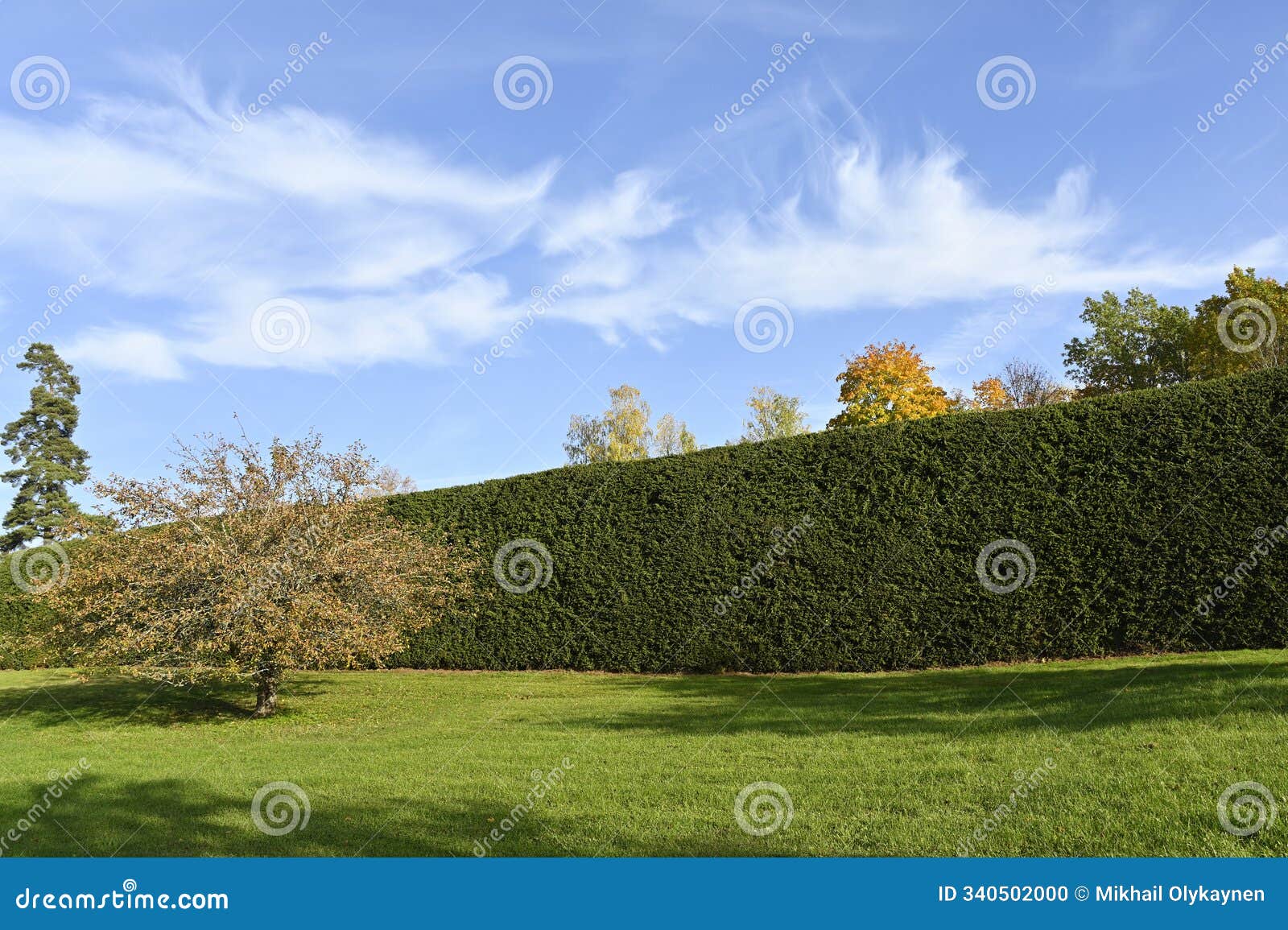 sunny day in an open green field, dominated by a tall, dense hedge running horizontally across the background