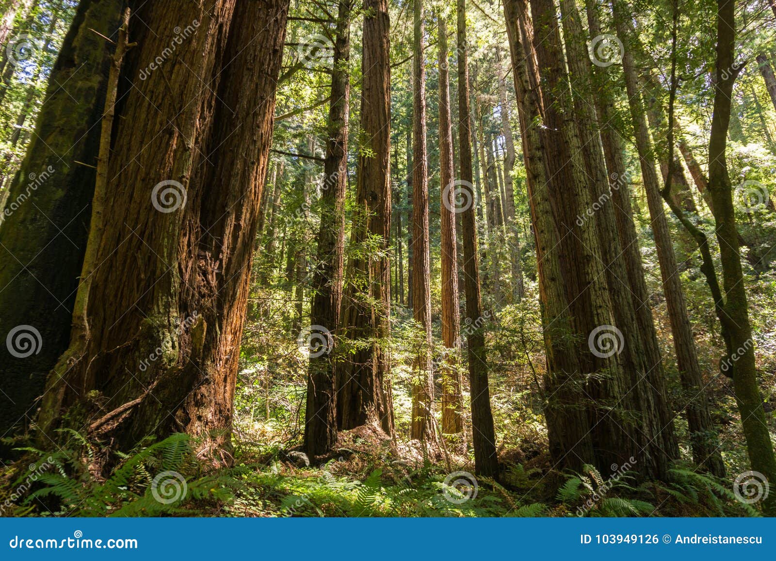 sunny day in a redwood trees sequoia sempervirens forest, california