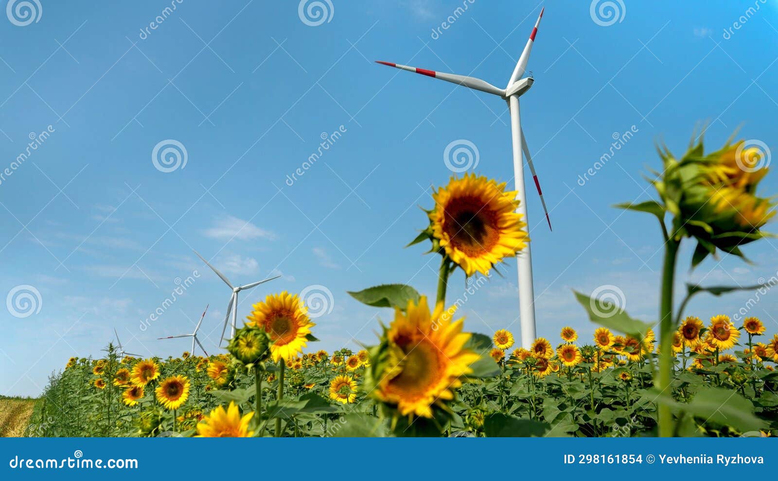 Sunny Day Sustainability Wind Turbines at Work Amongst Sunflowers for