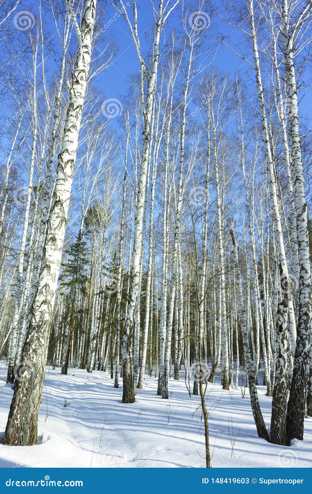 Sunny Day In Winter Birch Trees Forest Stock Image Image Of Scenery