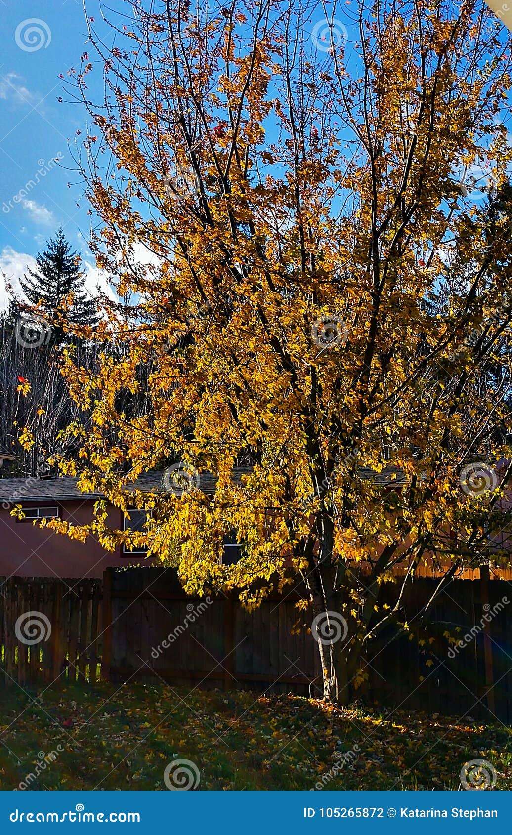 Sunny Days stock photo. Image of sunny, tree, days, beautiful - 105265872