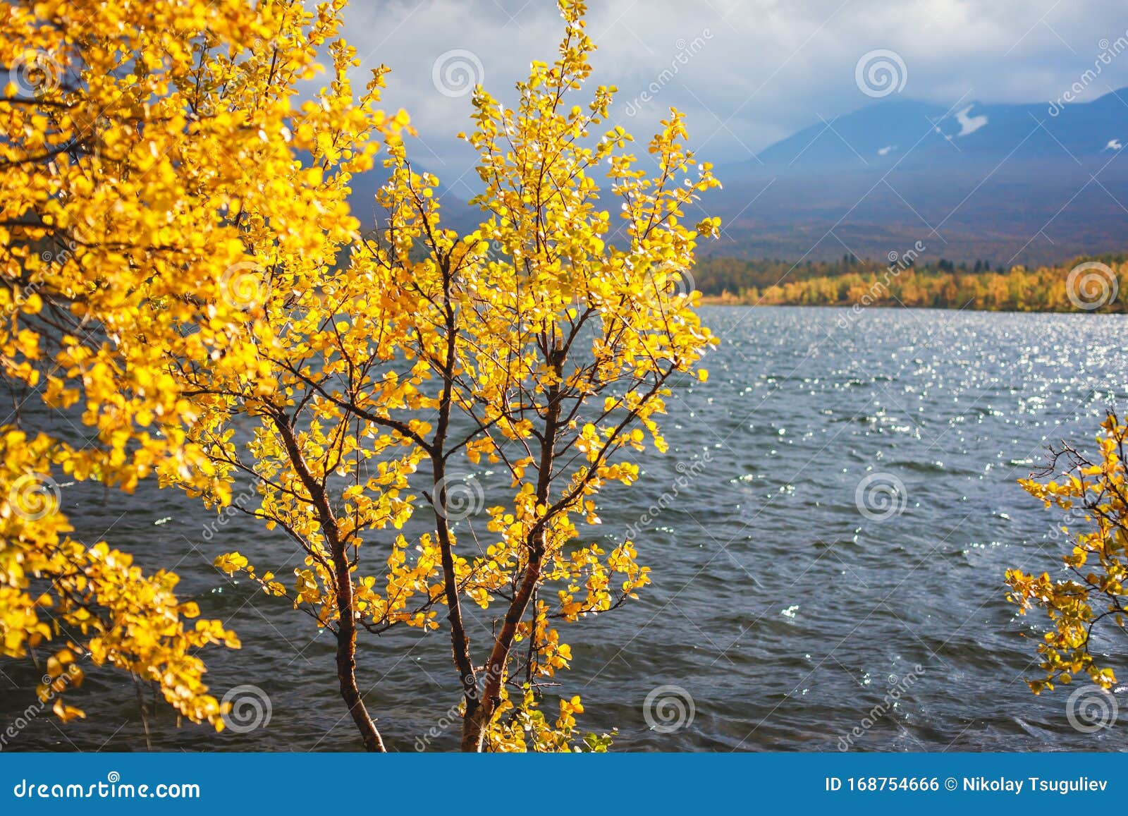 sunny fall autumn view of abisko national park, kiruna municipality, lapland, norrbotten county, sweden, with abiskojokk river,