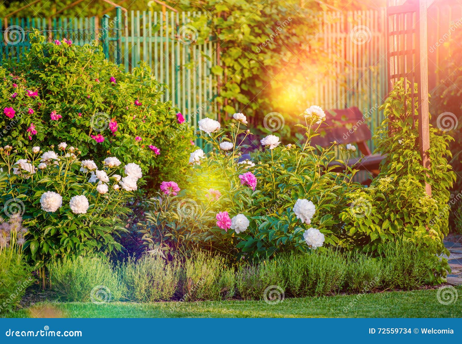 Sunny Flowering Garden stockfoto. Bild von horizontal 72559734