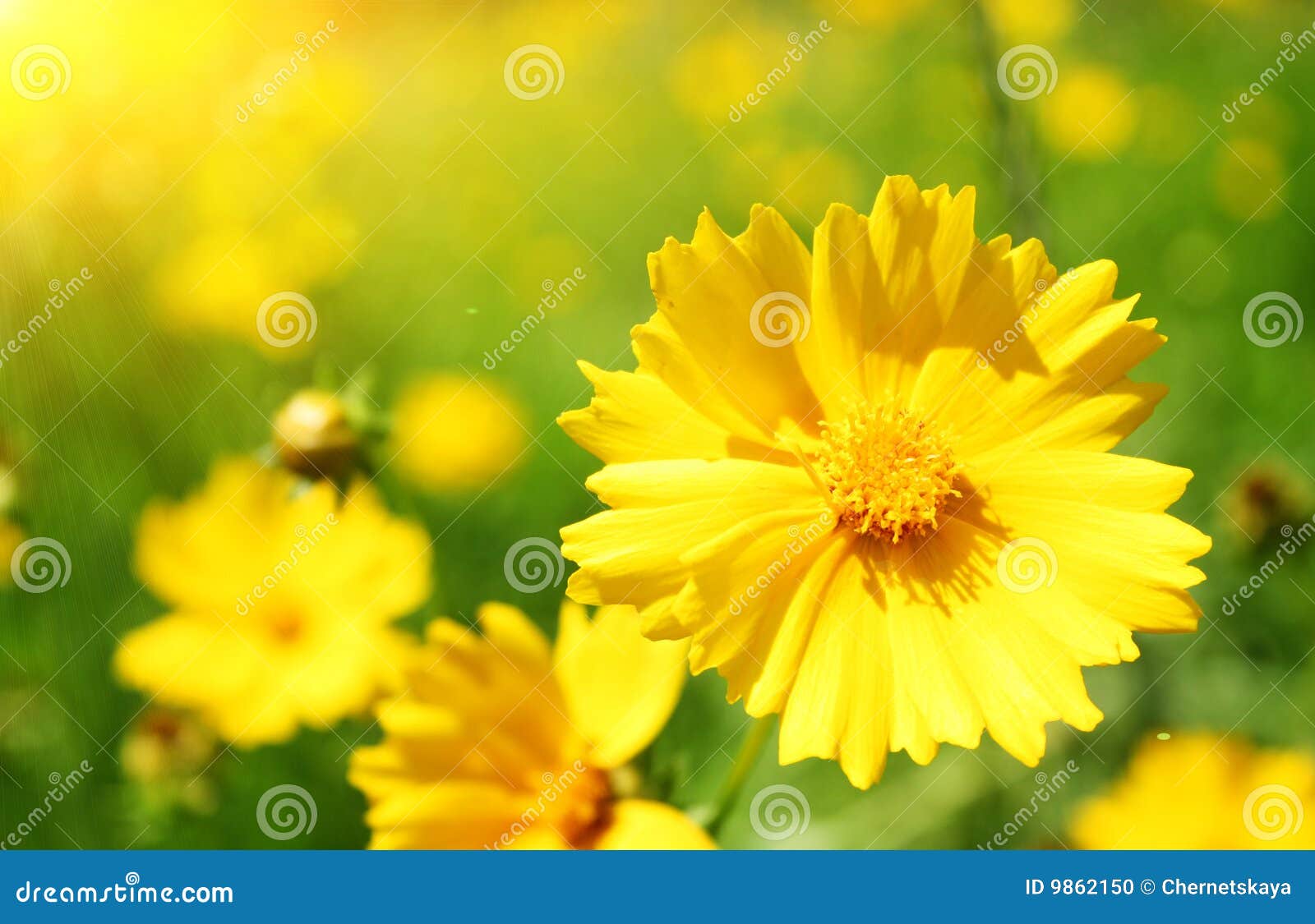 Sunny flowers stock photo. Image of flower, grow, health 9862150