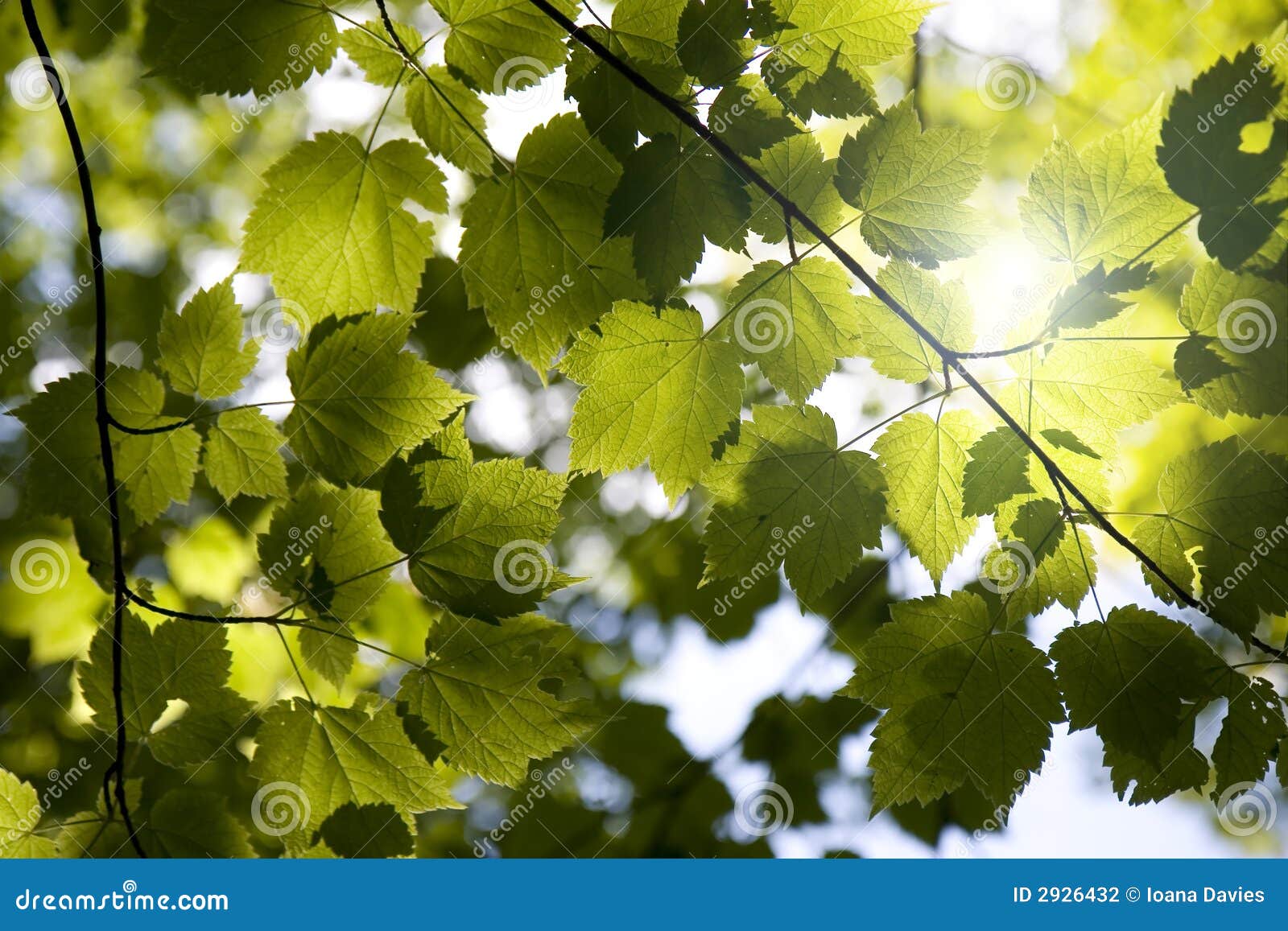 sunny forest canopy