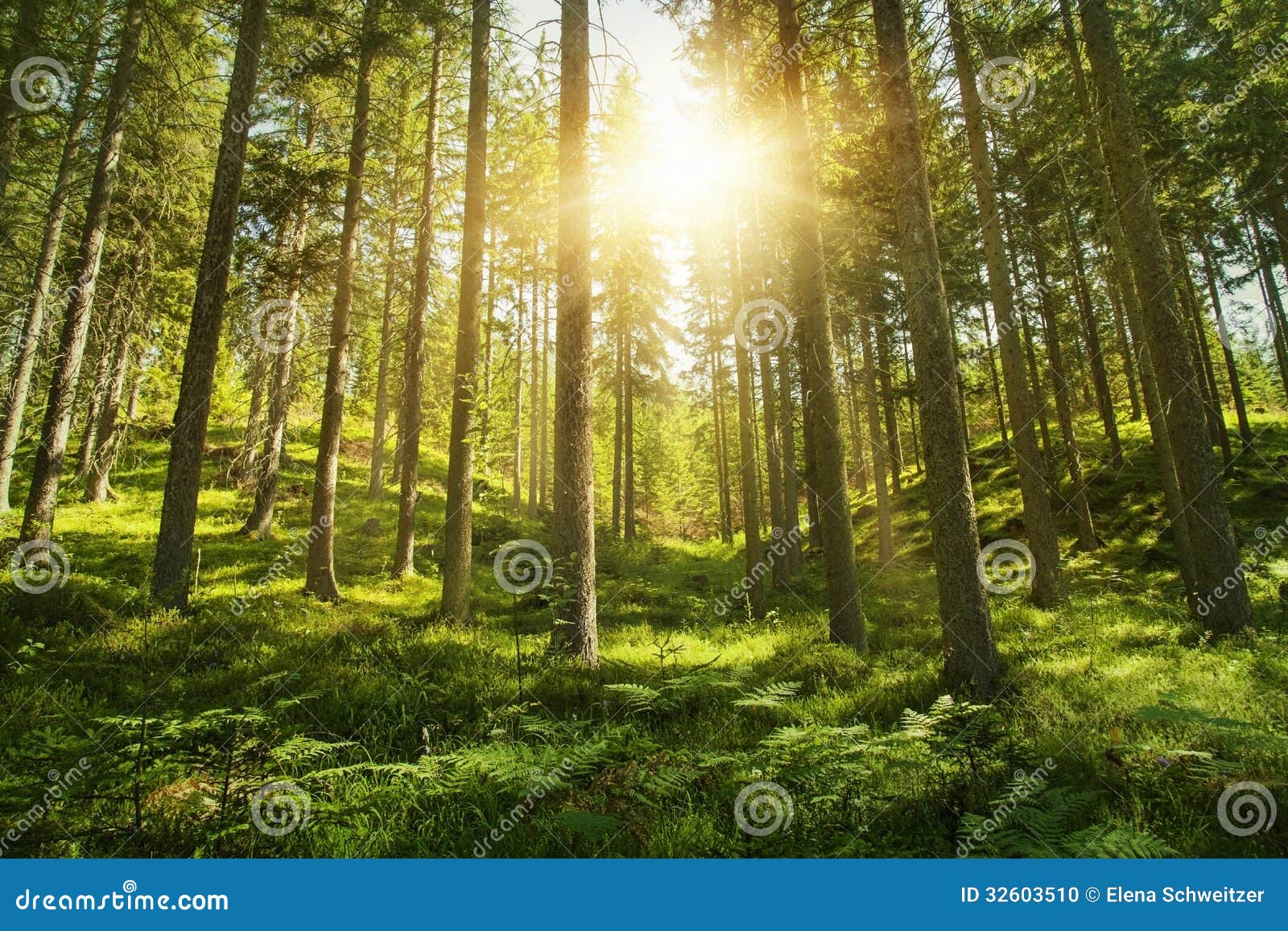 sunny forest