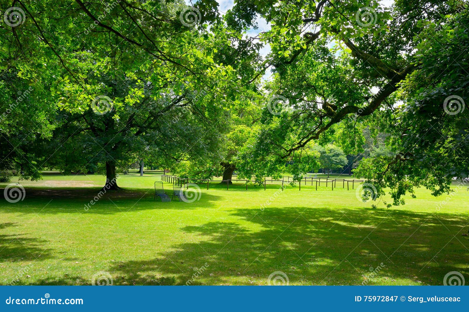 Sunny Meadow with Green Grass and Large Trees Stock Image - Image of ...