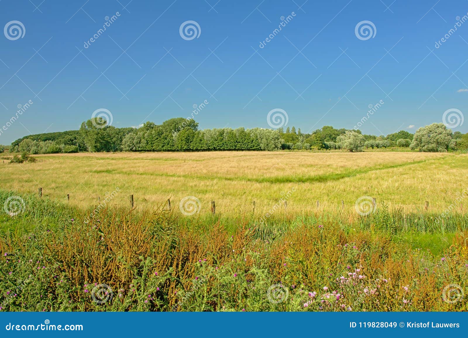 sunny meadows with trees under a clear blue sky in kalkense meersen nature reerve, flanders, belgium