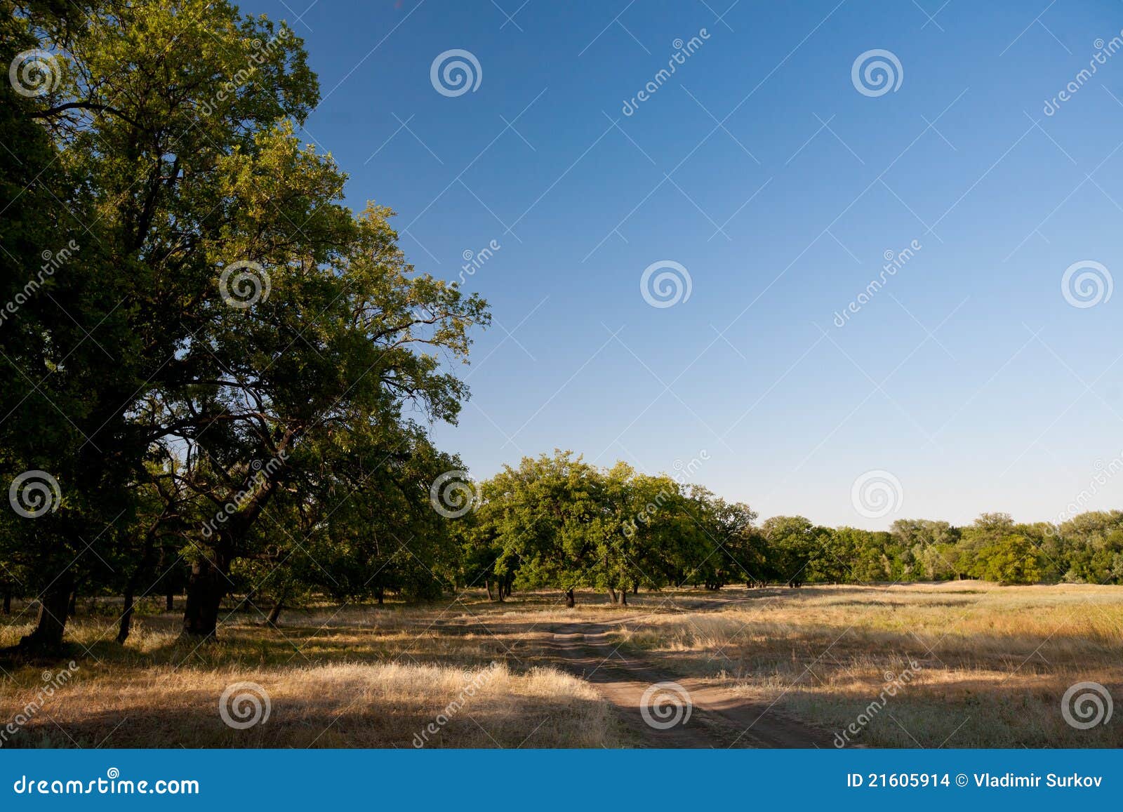 Sunny oaks stock photo. Image of foliage, branch, clouds - 21605914