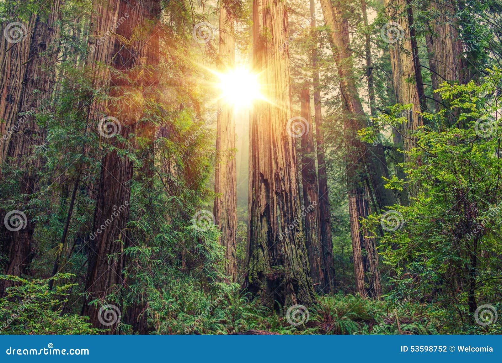 sunny redwood forest