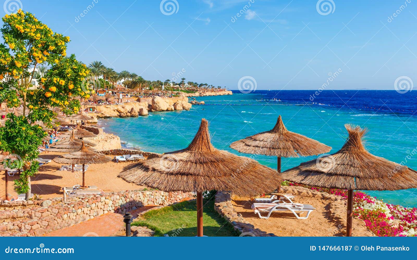 sunny resort beach with palm tree at the coast shore of red sea in sharm el sheikh, sinai, egypt, asia in summer hot. bright sunny