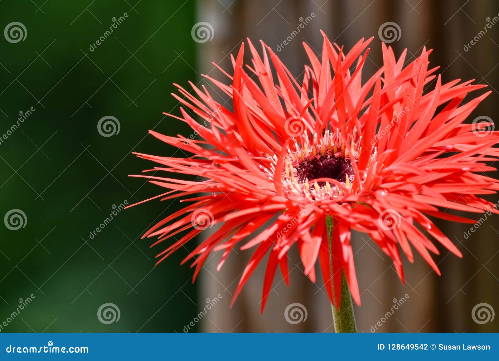 Bright Frilly Gerbera Daisy Bloom Stock Photo Image of pink, drops