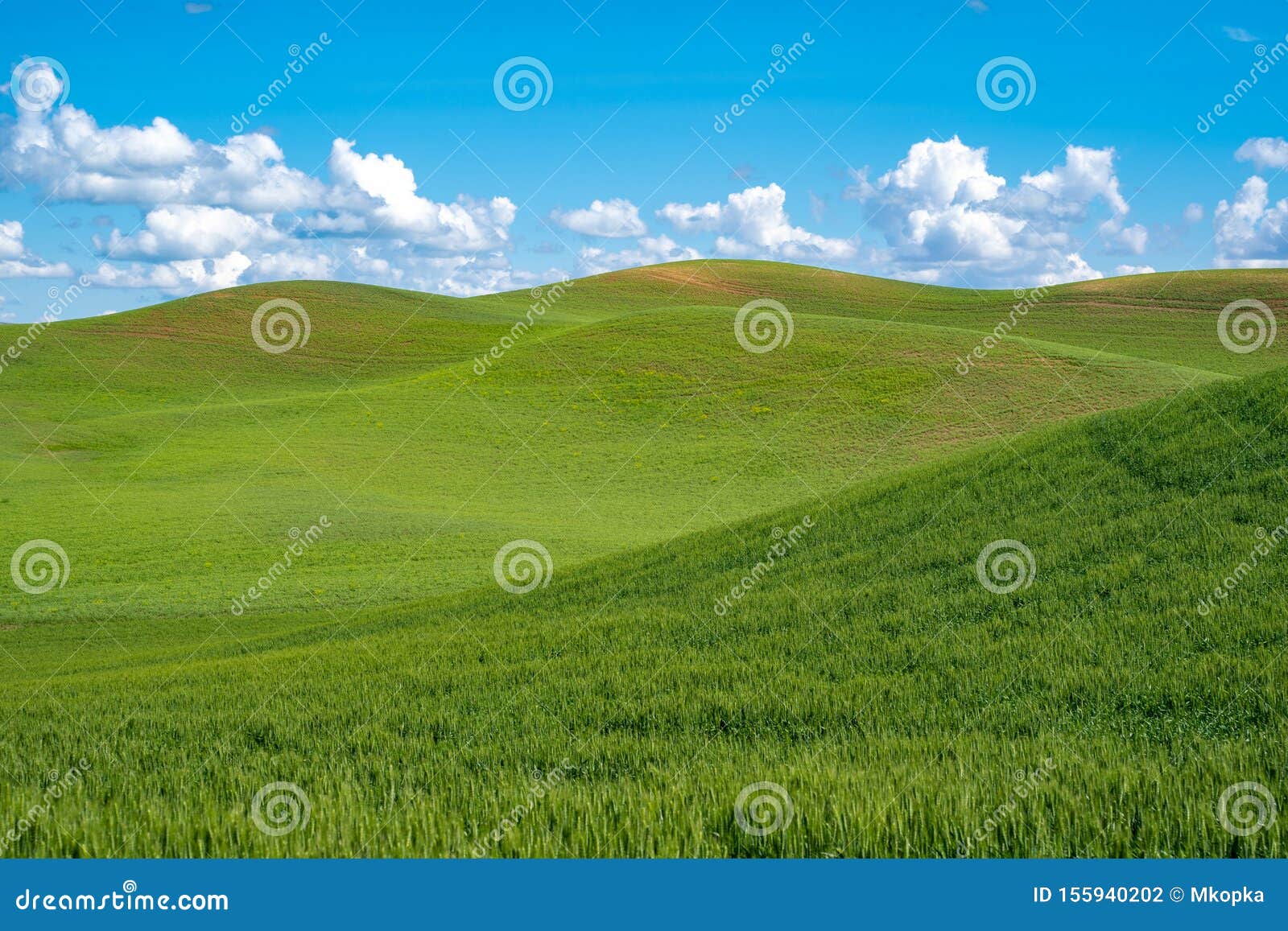 Sunny Summer Day in the Rolling Green Grass Hills of the Palouse in