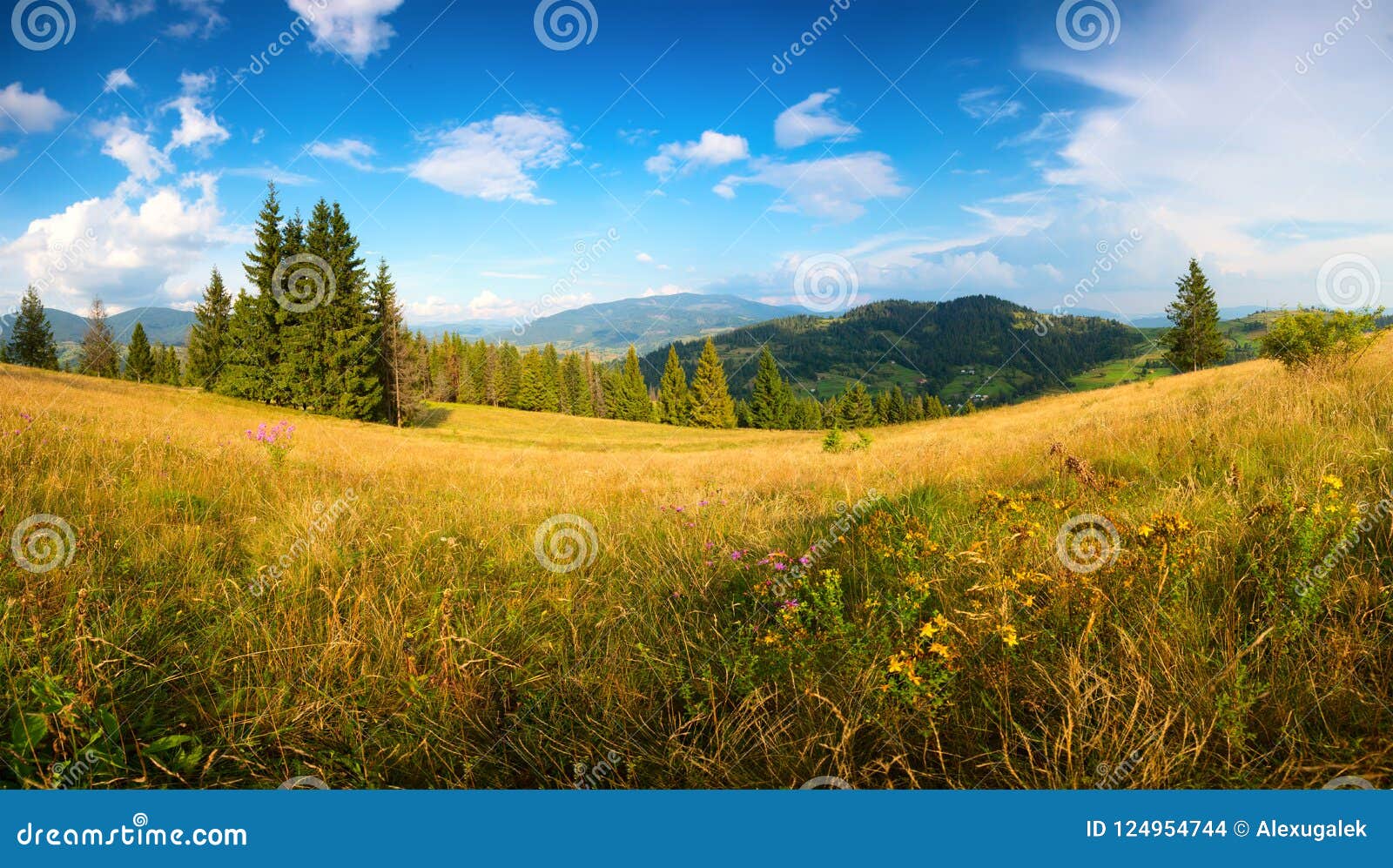 sunny summer landscape. summer hills of carpathians with wildflowers.