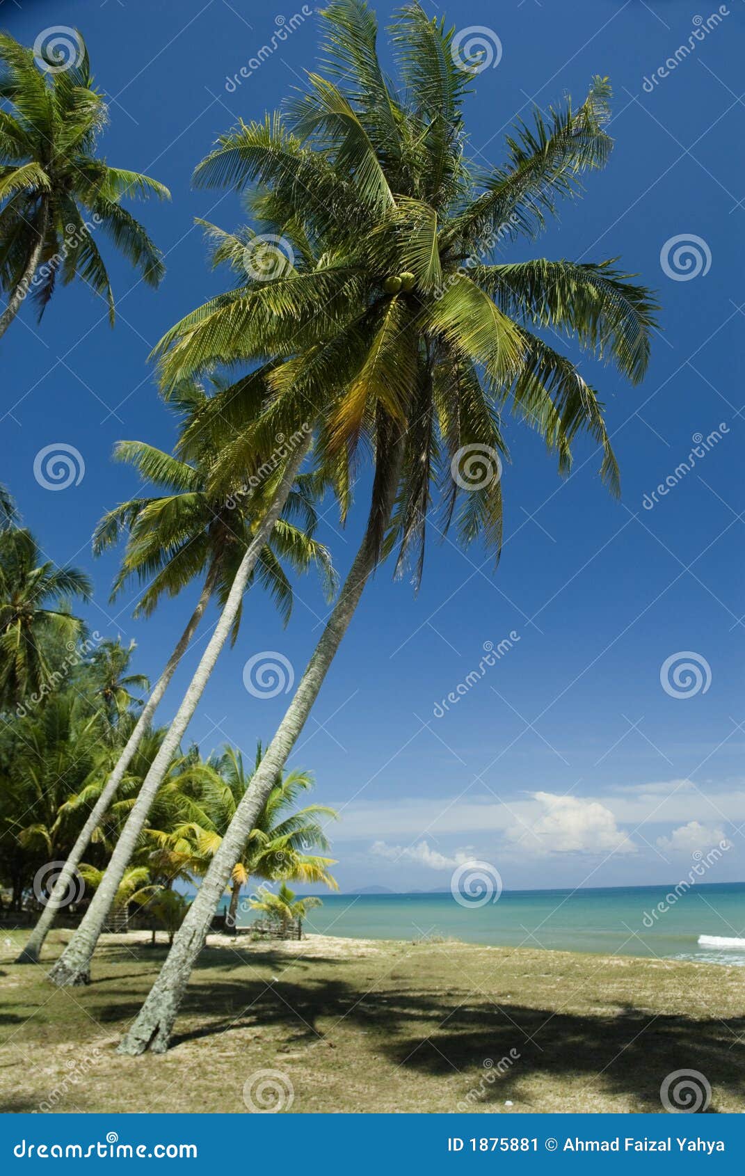 Sunny tropical beach stock image. Image of sunny, seascape - 1875881