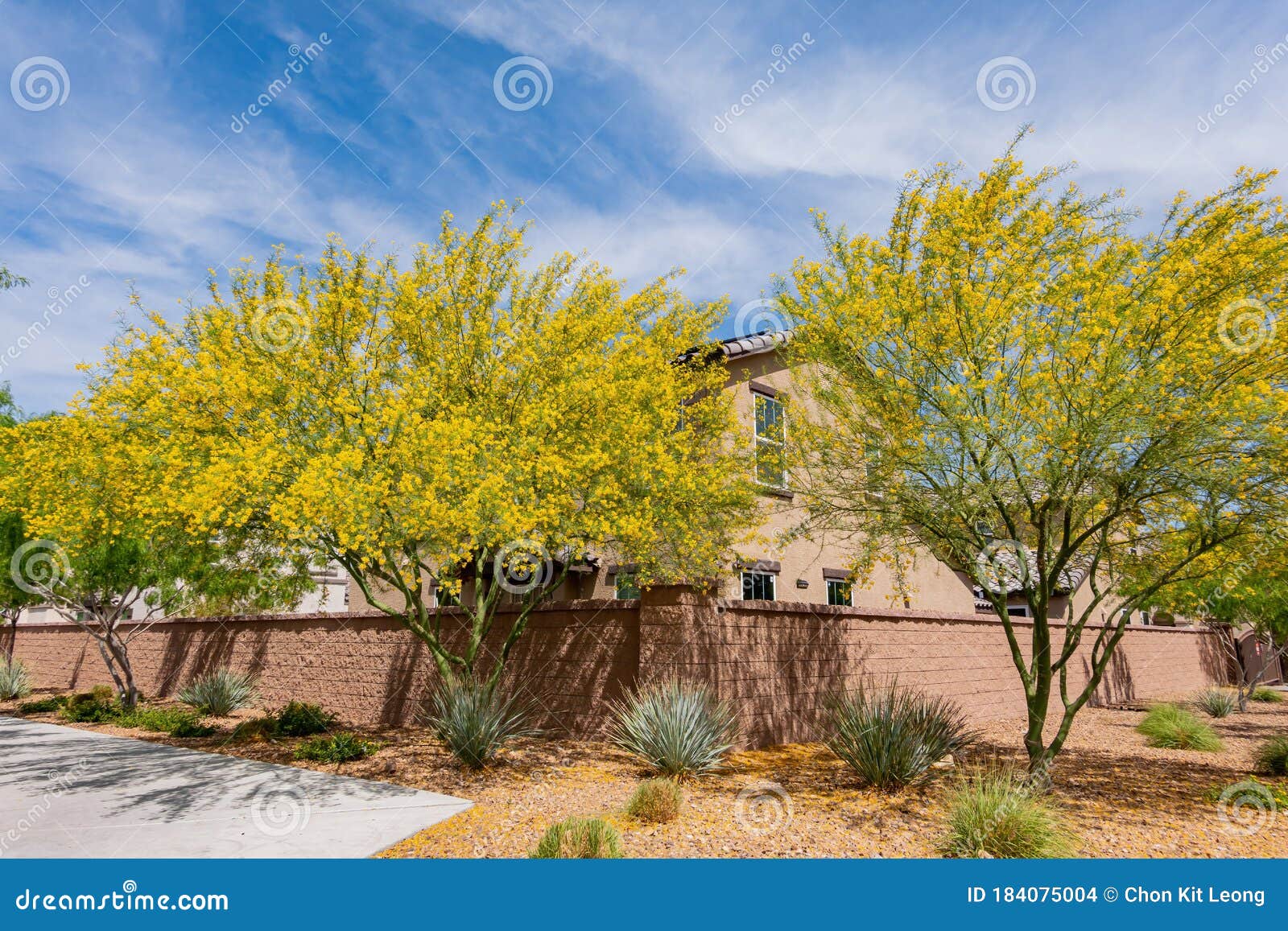 sunny view of parkinsonia florida blossom and a beautiful residence building