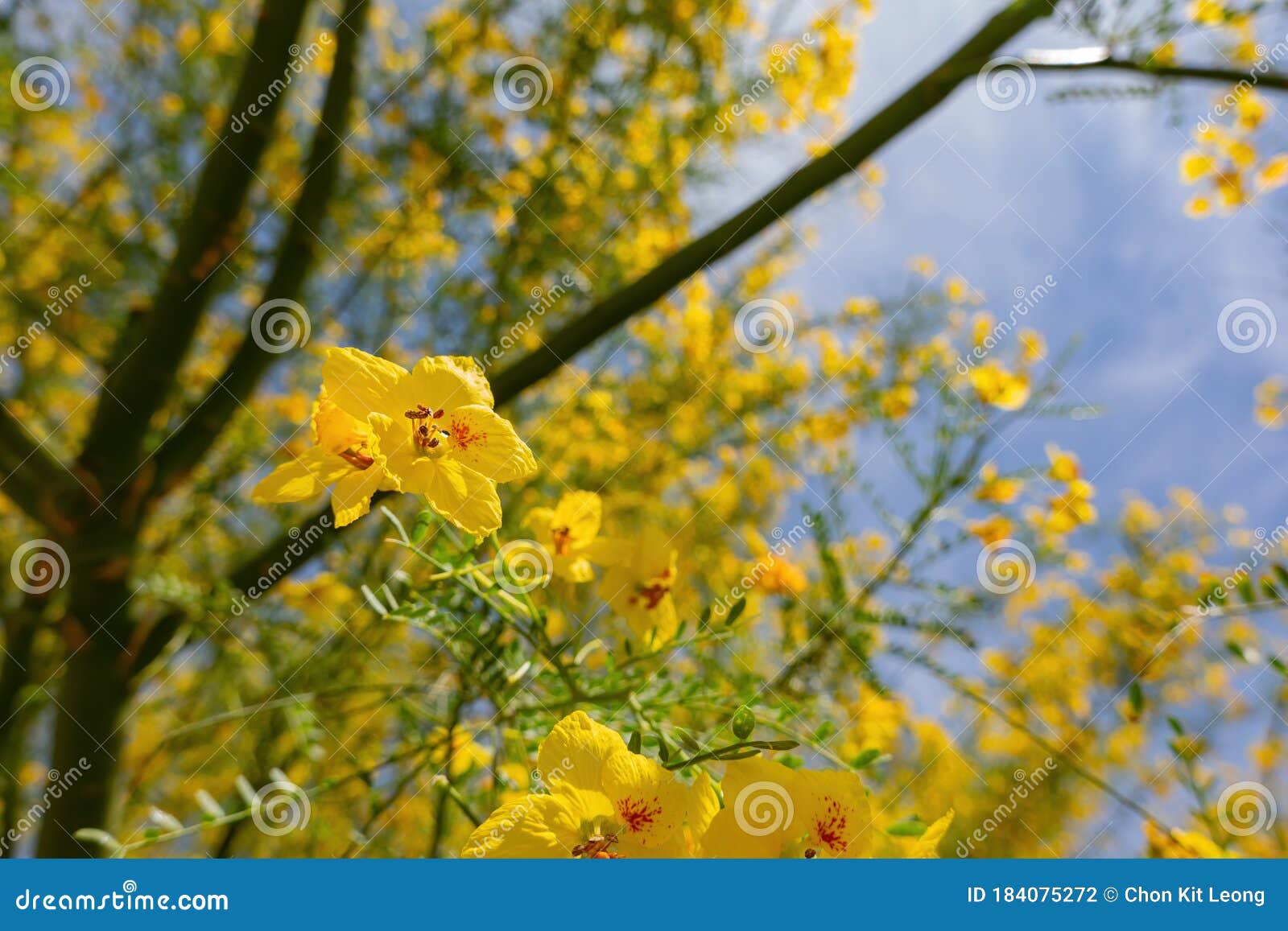 sunny view of parkinsonia florida blossom
