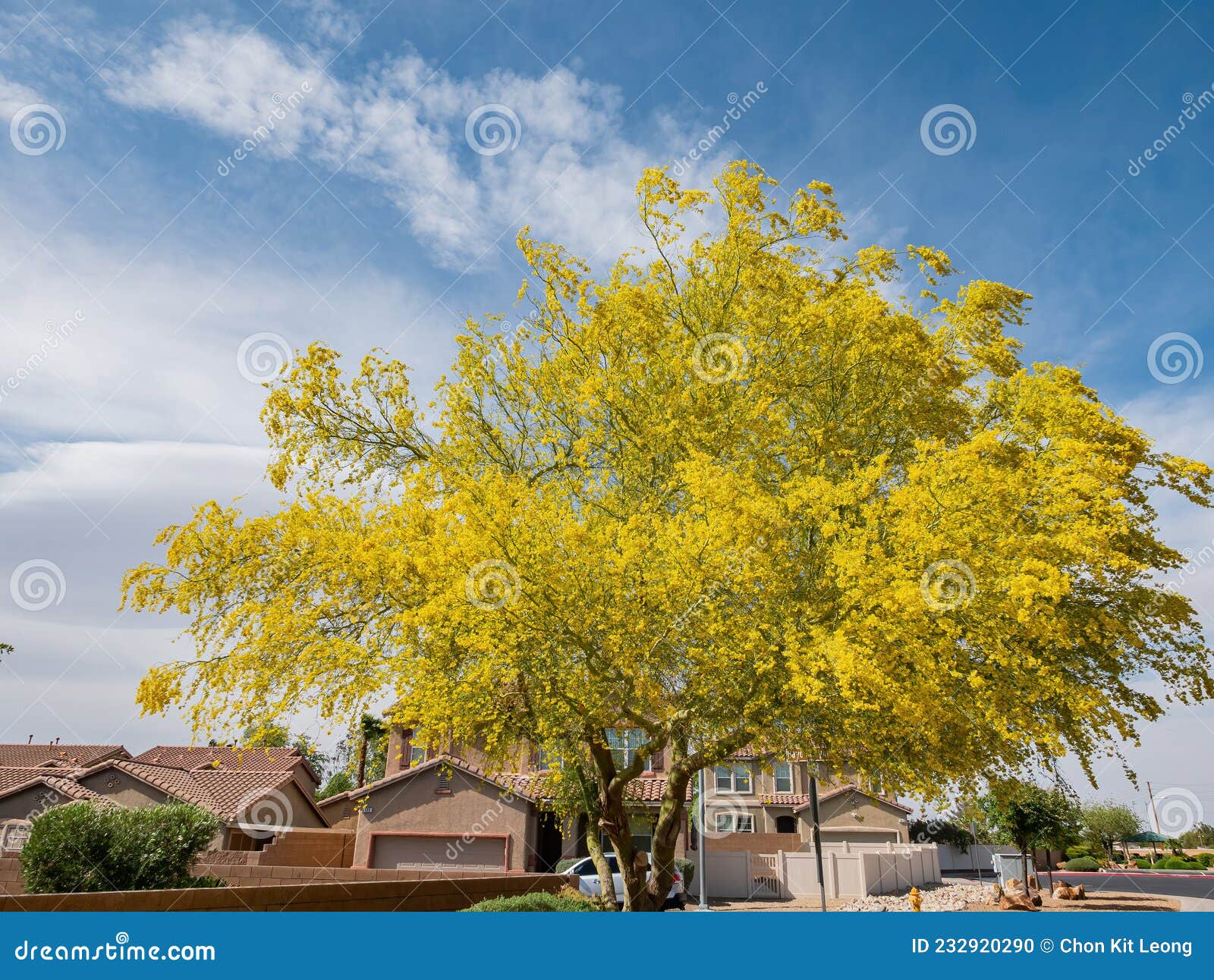 sunny view of parkinsonia florida blossom