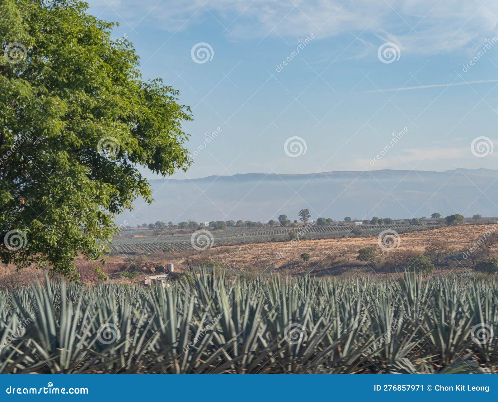 Sunny View of the Tequila Farm Stock Image Image of town, outdoor