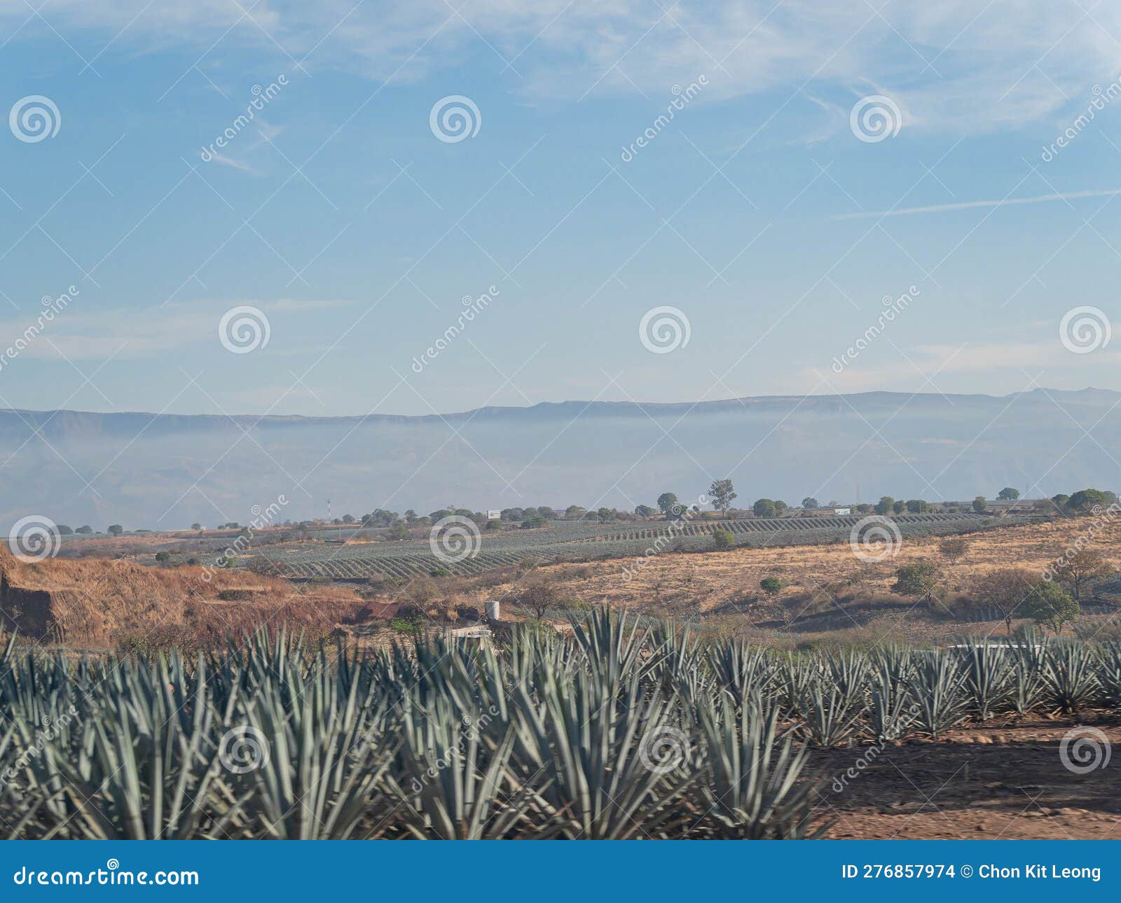 Sunny View of the Tequila Farm Stock Photo Image of nature, farm