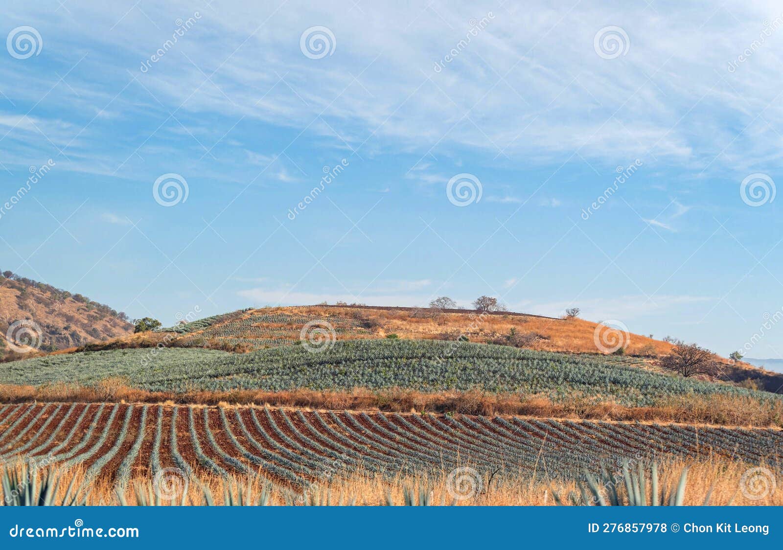 Sunny View of the Tequila Farm Stock Photo Image of guadalajara
